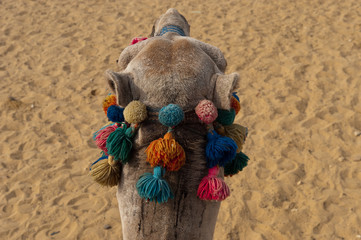 Kamel in der ägyptischen Wüste mit Kopfschmuck