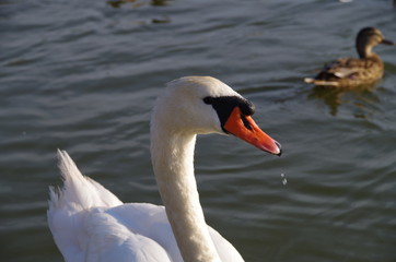 Schwan