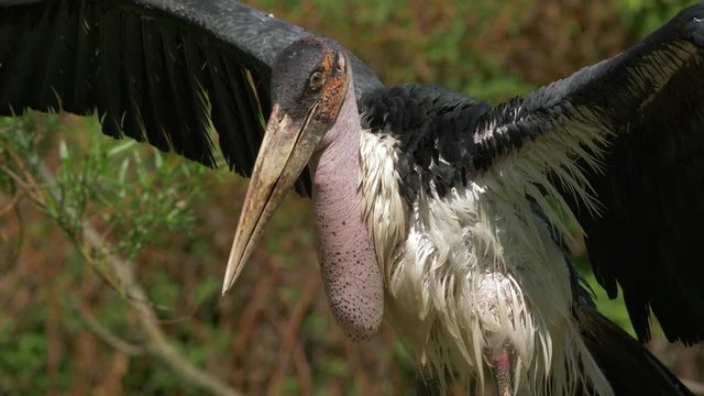 Marabou stork - ungraded footage