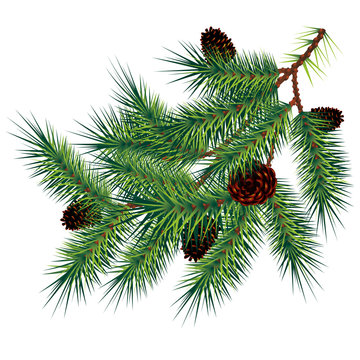 Pine branch and cones, vector