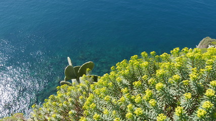 Fototapeta na wymiar Scogliera alle Cinque Terre in Liguria