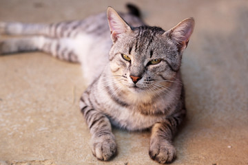 Naklejka na ściany i meble Cat / Domestic cat posing for the camera