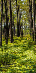 ferns in the forest of the Landes, in the south of France