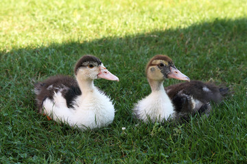 Little ducklings are sitting in the grass