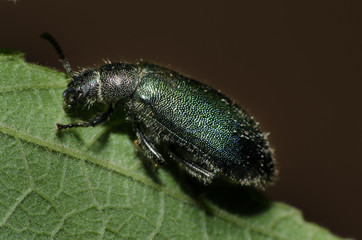 Pequenos detalhes