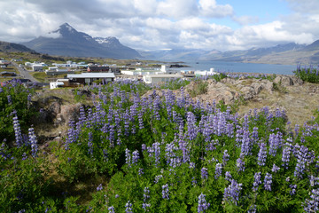 Lupinen bei Djupivogur, Island