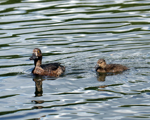 Duck with duckling