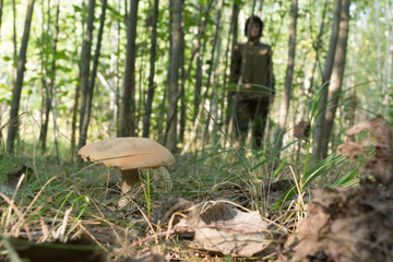 Young woman gathers mushrooms in the forest. Warm Sunny morning.