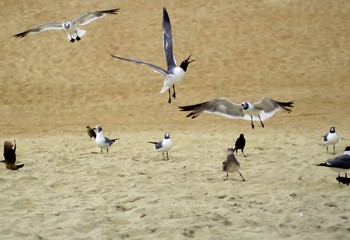 Seagull Food Fight at the Beach