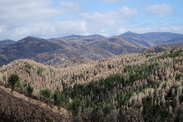 Burnt Forest on Hills, during Wildfires In Portugal