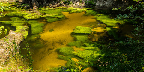 ferns in the forest of the Landes, in the south of France