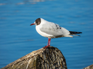Seagull sitting on log on river