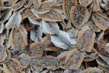 Dried fish Thai food asia