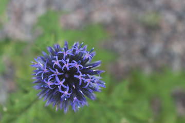 purple flower