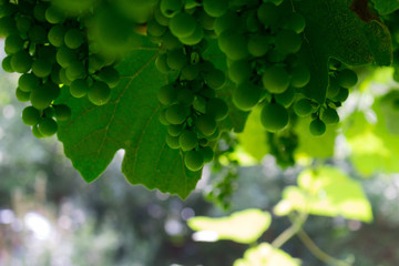 green grapes