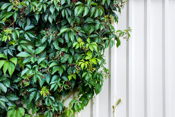 Background with green fresh wine leaves and white wall. Backdrop with blank space.