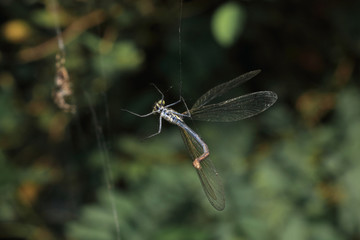 Libelle im Spinnenetz gefangen mit Spinne im Hintergrund