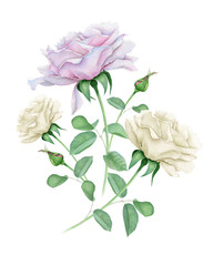 Watercolor roses