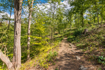 Road in the forest with trees, wood, plants and summer clouds.
