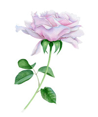 Obraz premium Watercolor pink rose