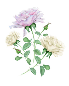 Watercolor roses