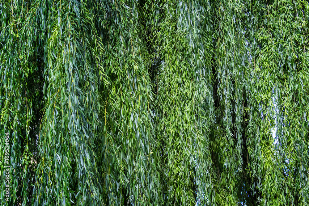 Wall mural texture with willow tree branches. background with lush willow tree leaves.