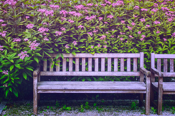 Tinted photo of the wooden bench in the garden in front of green perennial plants.
