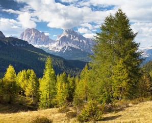 Fototapeta na wymiar Larch wood and Le Tofane Gruppe, Dolomiti, Italy