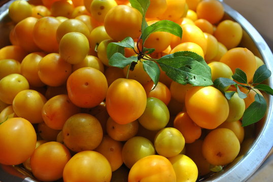 Śliwka mirabelka - Prunus domestica L.