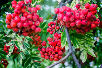 Red rowan berries hanging on the branch.