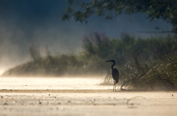 Gray heron standing on coast at dawn
