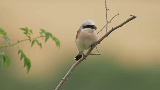 Red-backed shrike (Lanius collurio) - ungraded footage