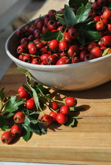 Głóg - Crataegus L.