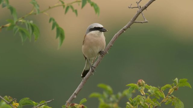 Red-backed shrike - ungraded footage