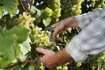 wine harvest hands cutting white grapes from vines close up