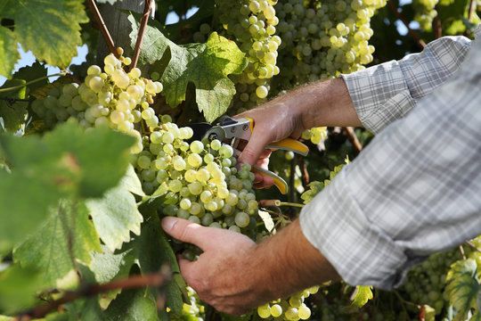 Wine Harvest Hands Cutting White Grapes From Vines Close Up