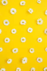 Floral pattern of white chamomile daisy flowers on yellow background. Flat lay, top view. Floral background. Pattern of flower buds.