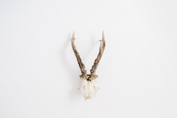 Goat horns on white background. Flat lay, top view hipster concept.