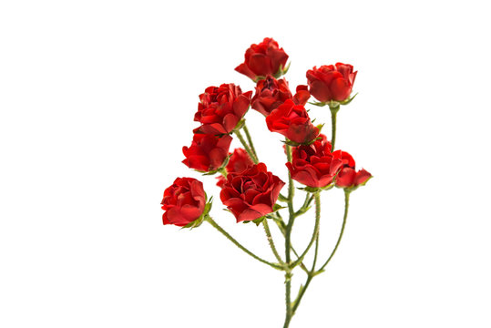 red small rose isolated