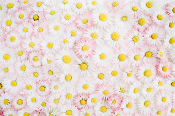 Fototapeta na wymiar Floral pattern made of white and pink chamomile daisy flowers. Flat lay, top view. Floral background. Pattern of flower buds.
