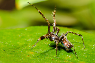 Pequenos detalhes