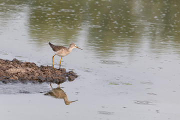 Greater yellowlegs bird