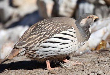 Tibetan Snowcock (Tetraogallus tibetanus)