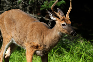 Deer, Moosehead Lake, Maine