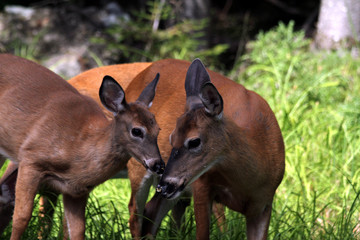 Deer, Moosehead Lake, Maine