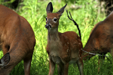 Deer, Moosehead Lake, Maine