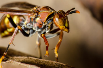 Pequenos detalhes