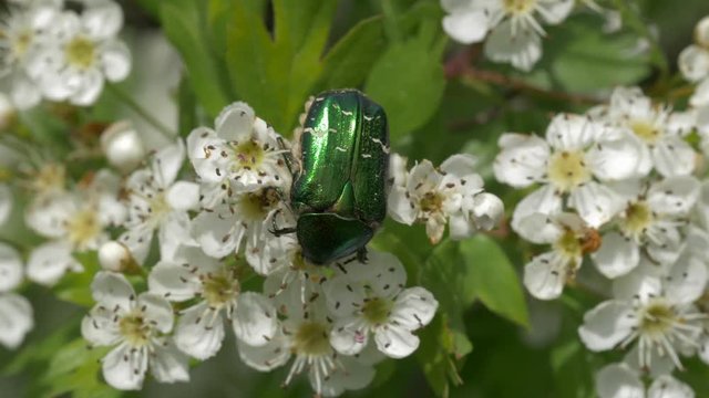 Green rose chafer on blossom - ungraded footage