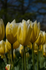 Obraz premium Colourful tulip flowers with beautiful background on a bright summer day