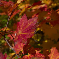 Naklejka na ściany i meble Red maple leaves with yellow veins